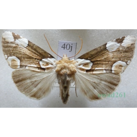 Thyatira batis (Linnaeus, 1758) Plamówka malinówka Czech40j